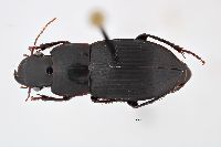 Image of Harpalus providens