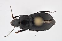 Anisodactylus rusticus image