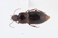 Image of Trichotichnus fulgens