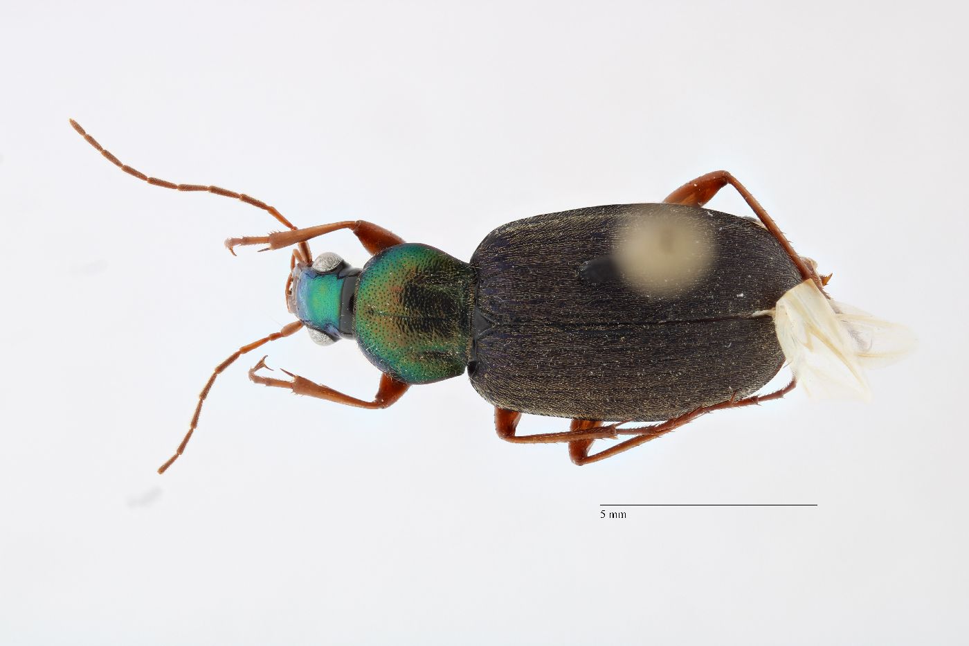 Chlaenius tricolor image