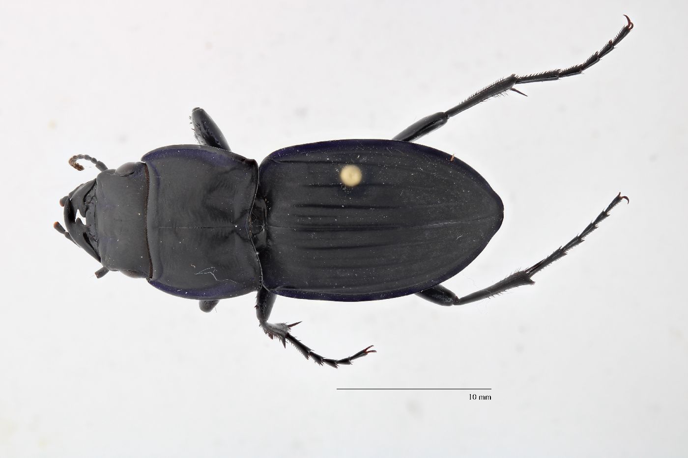 Pasimachus marginatus image