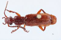 Image of Helluomorphoides clairvillei