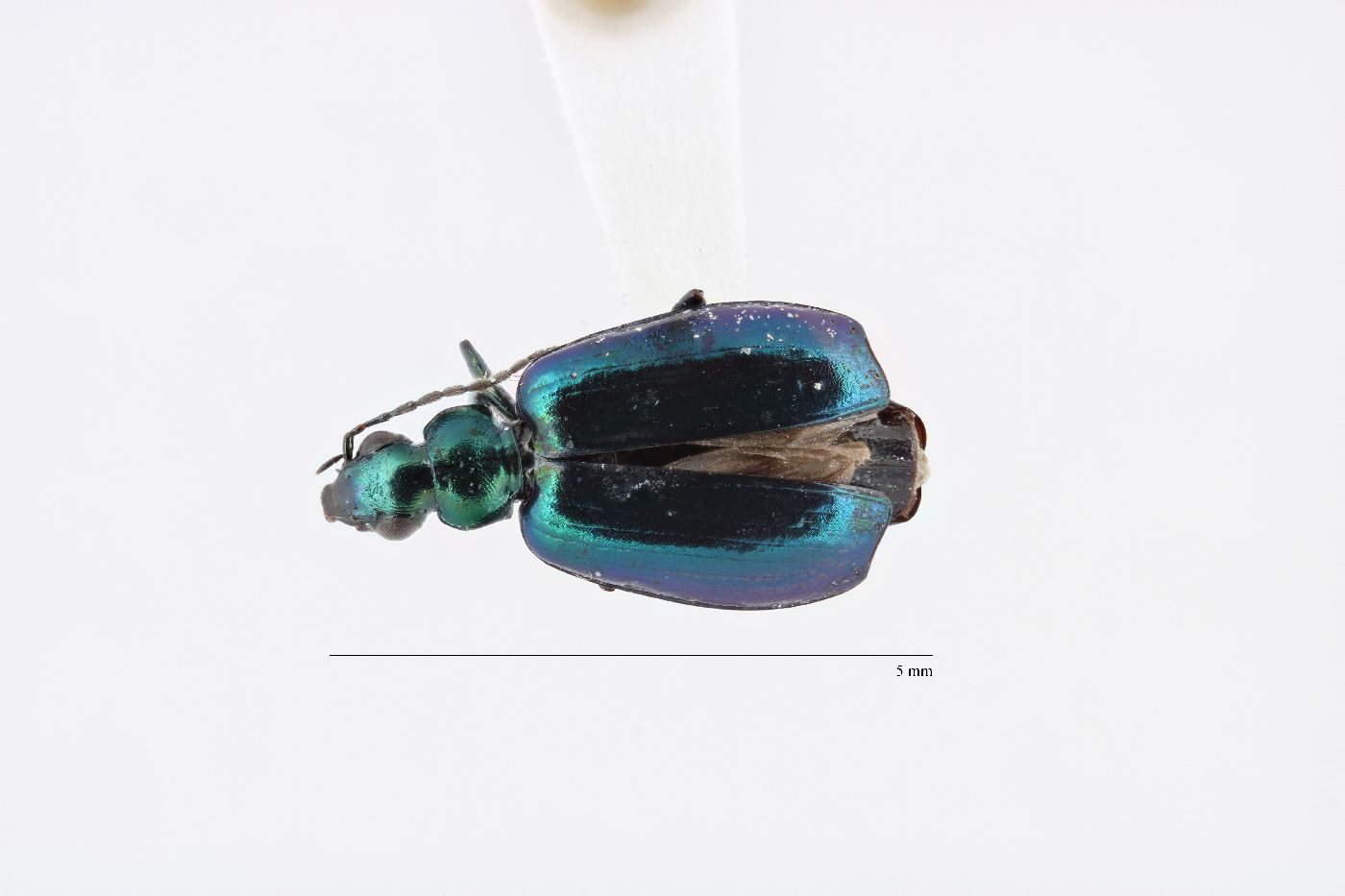 Lebia viridis image