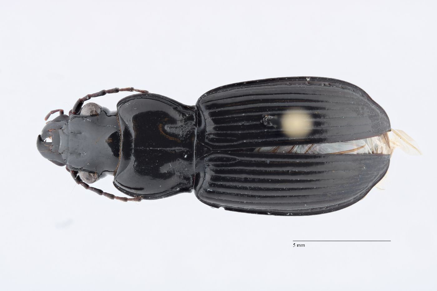 Lophoglossus tartaricus image