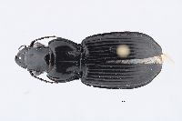 Image of Lophoglossus tartaricus