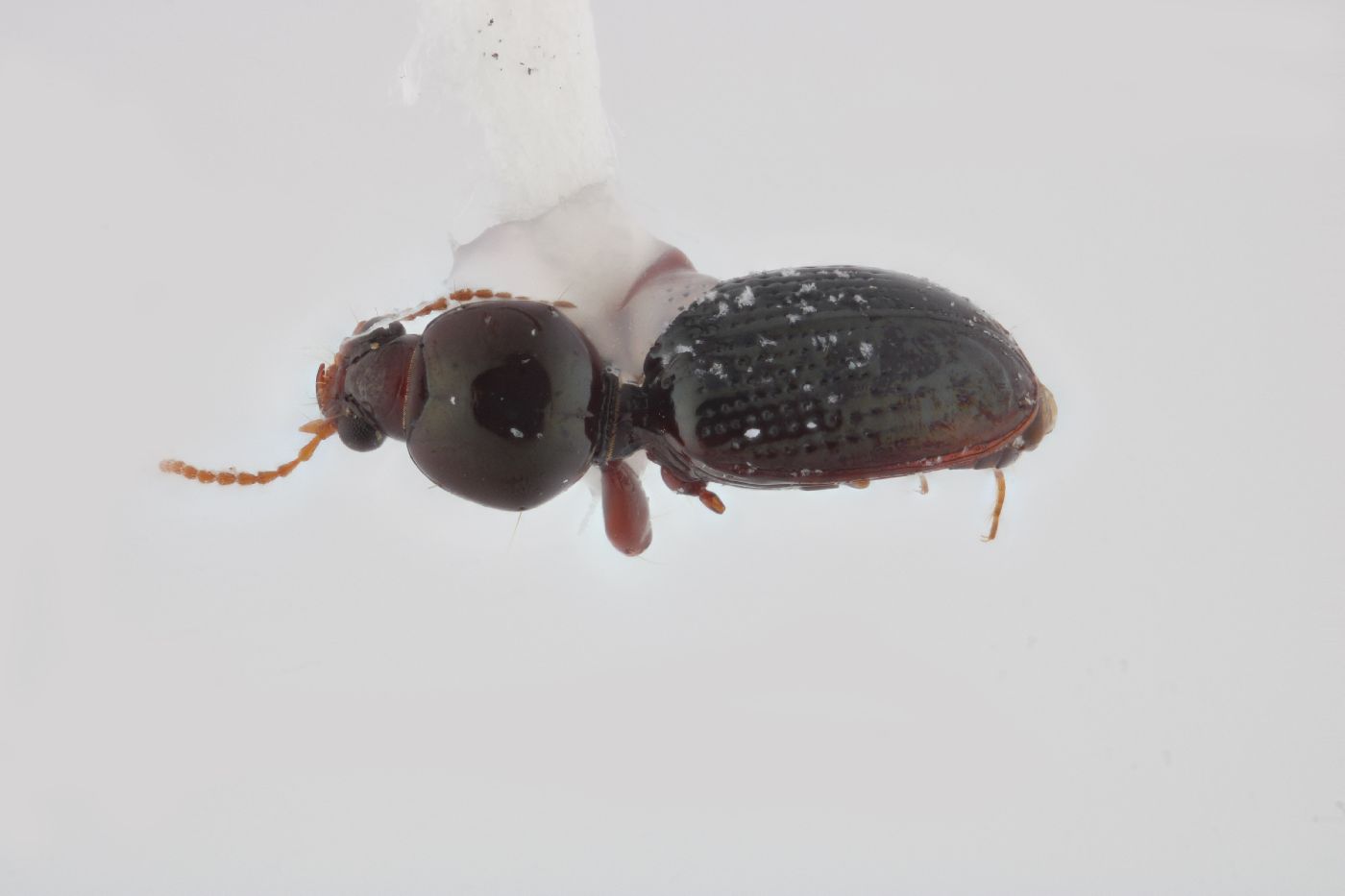 Dyschirius abbreviatus image