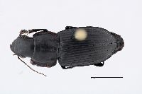Anisodactylus furvus image