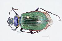 Image of Calosoma scrutator