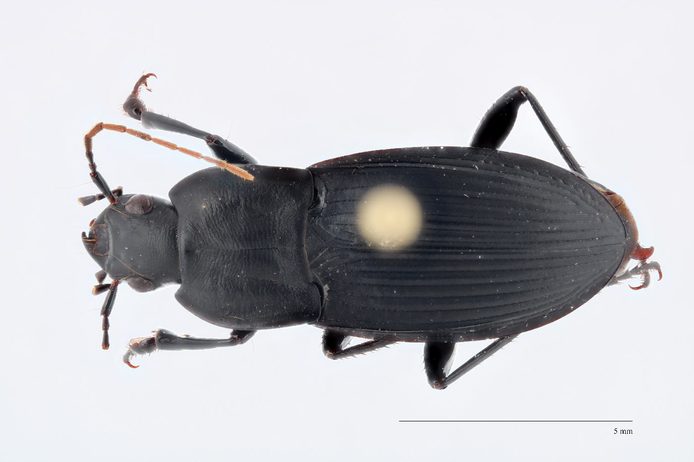 Dicaelus elongatus image