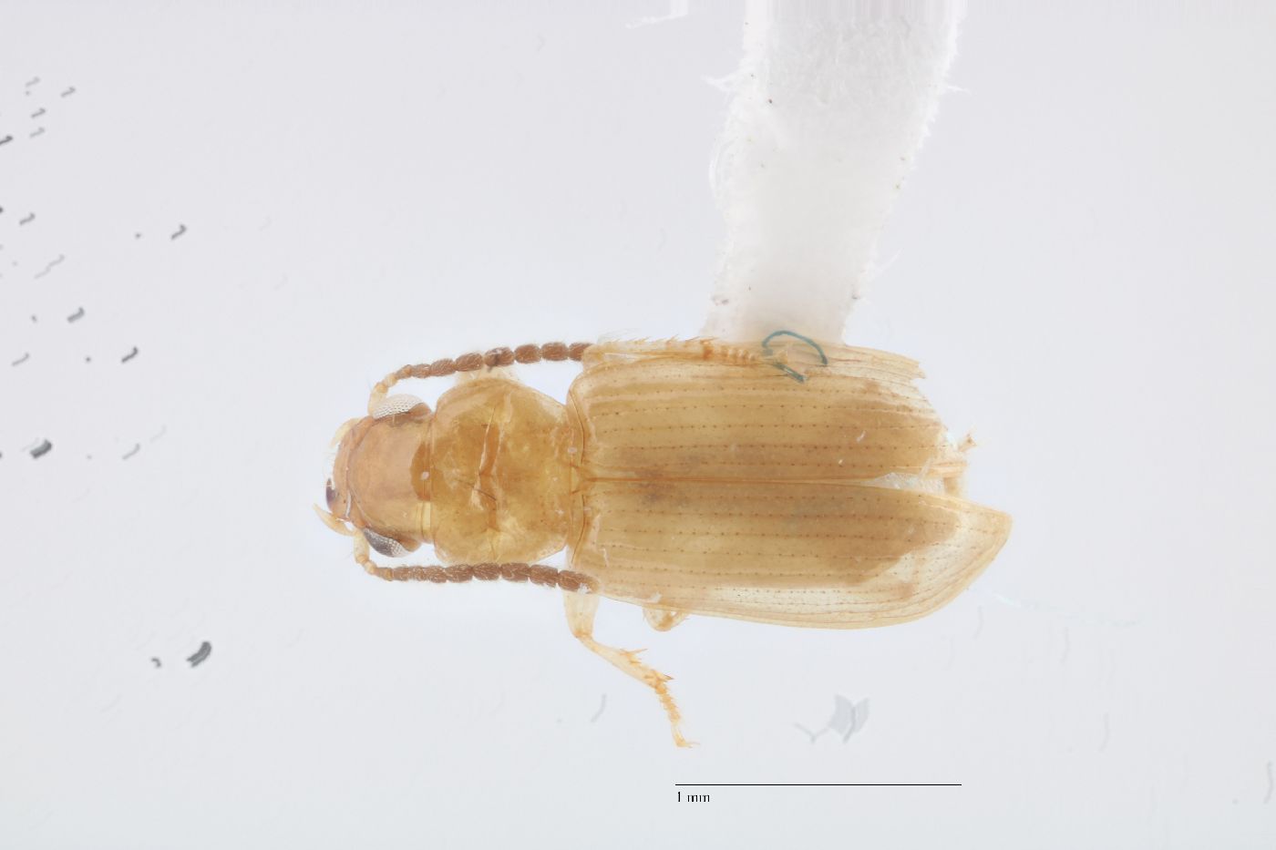 Bradycellus tantillus image