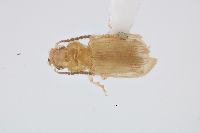 Bradycellus tantillus image