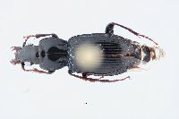 Pterostichus luctuosus image