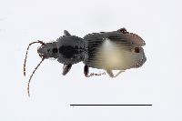 Pterostichus patruelis image