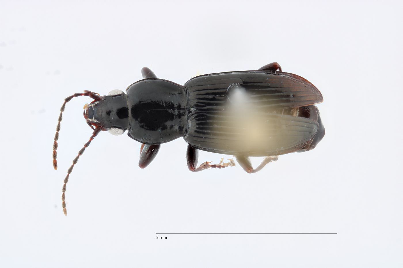 Pterostichus (Phonias) image