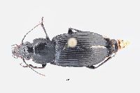Pterostichus melanarius image