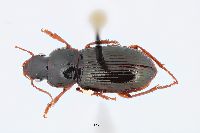Image of Harpalus fulvilabris