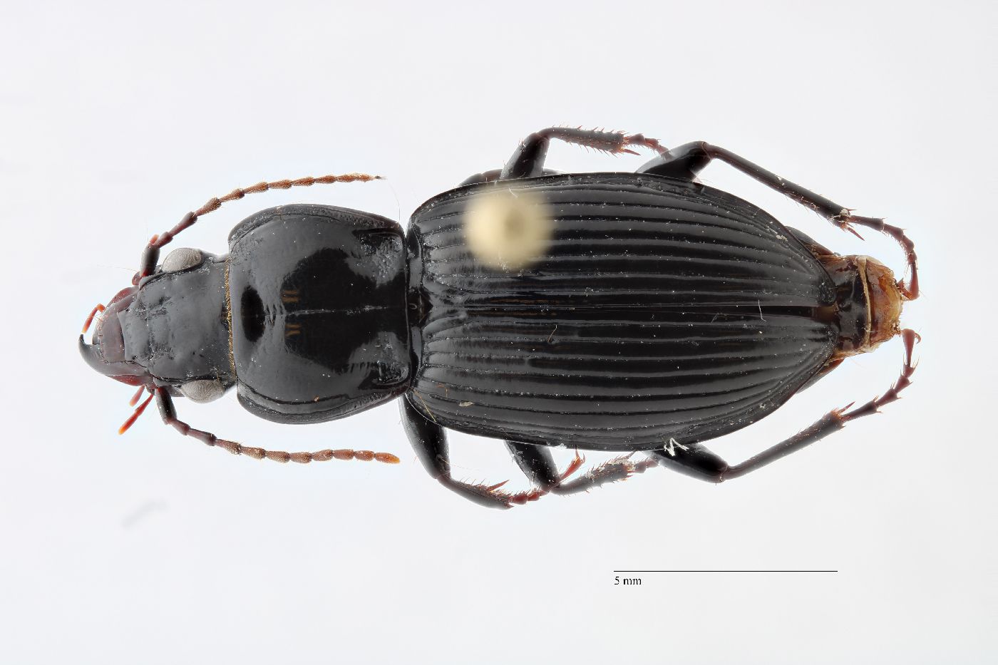 Pterostichus novus image