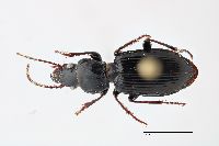 Pterostichus (Lamenius) image