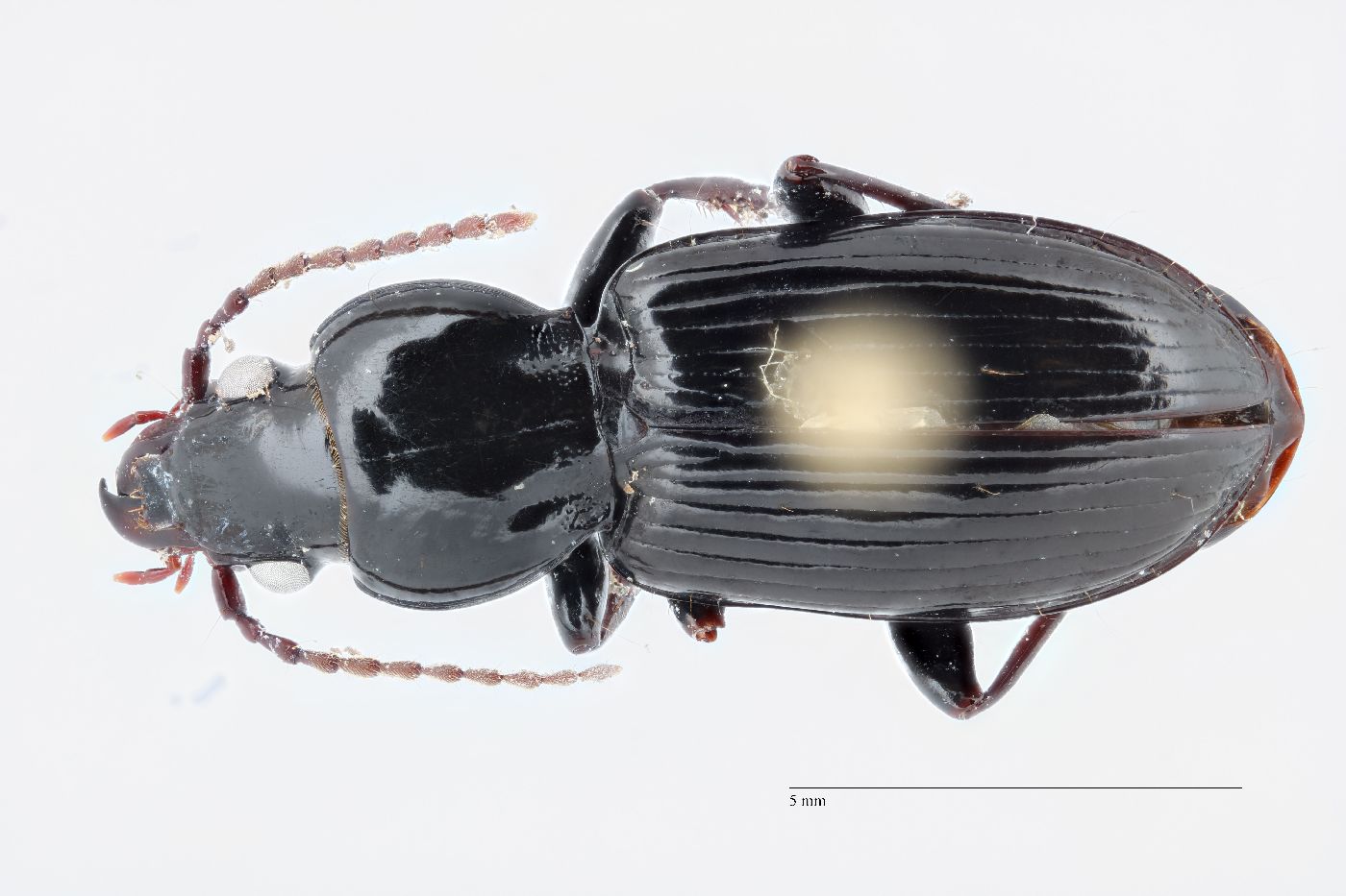 Pterostichus (Lamenius) image