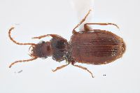 Image of Trechus apicalis