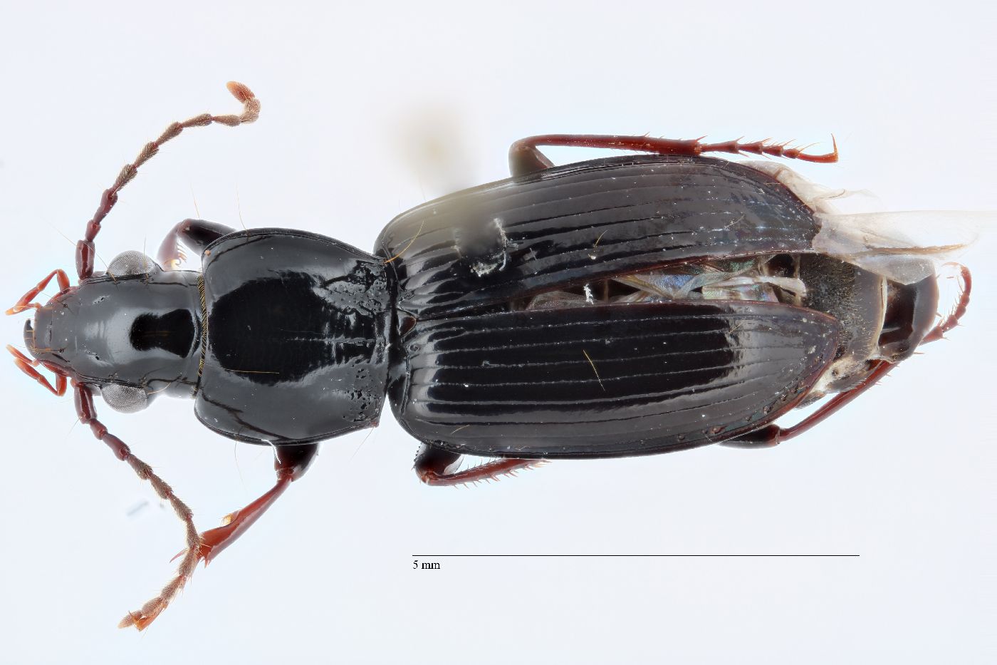 Pterostichus tenuis image