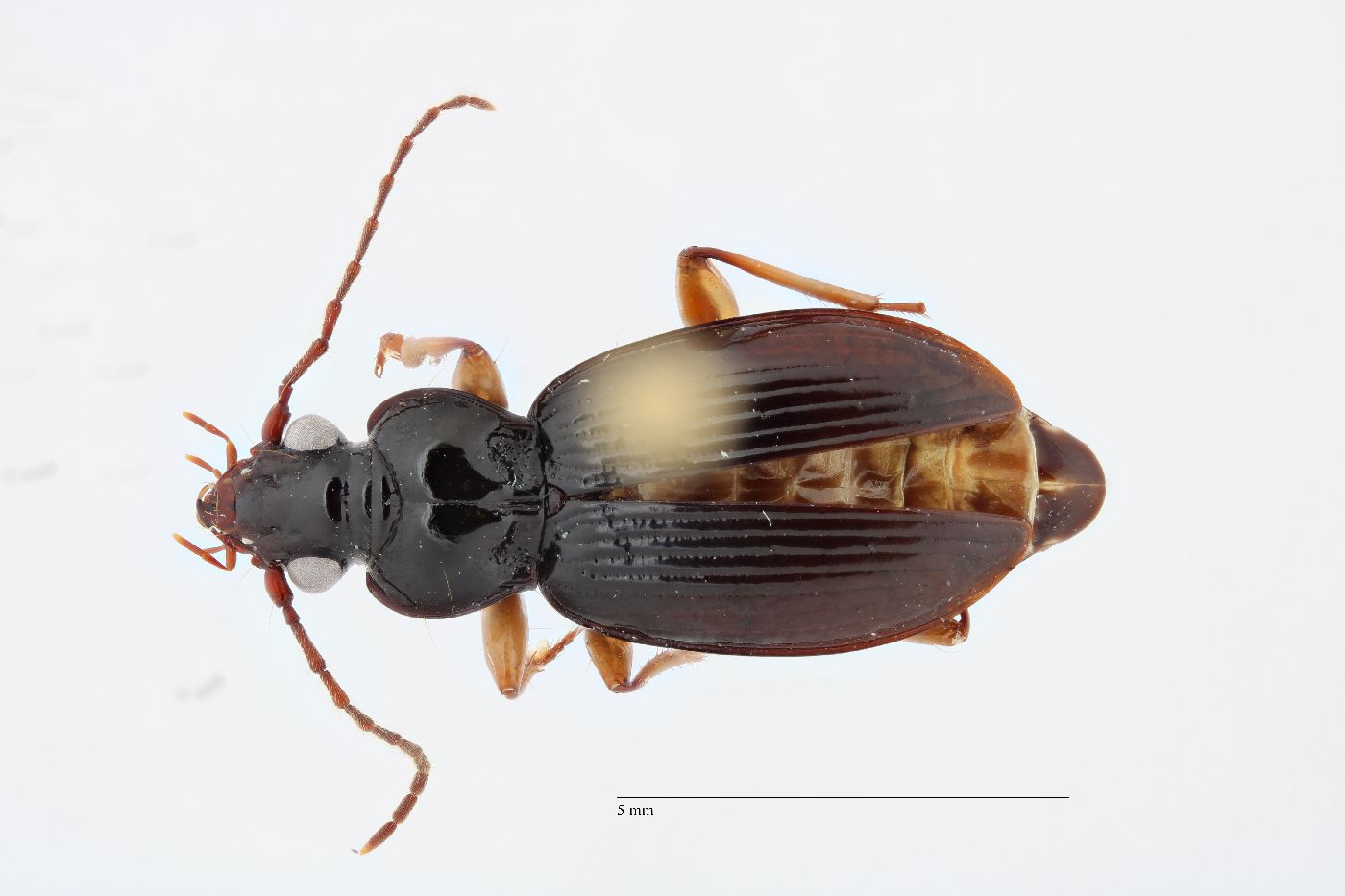 Patrobus longicornis image