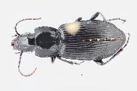 Pterostichus melanarius melanarius image