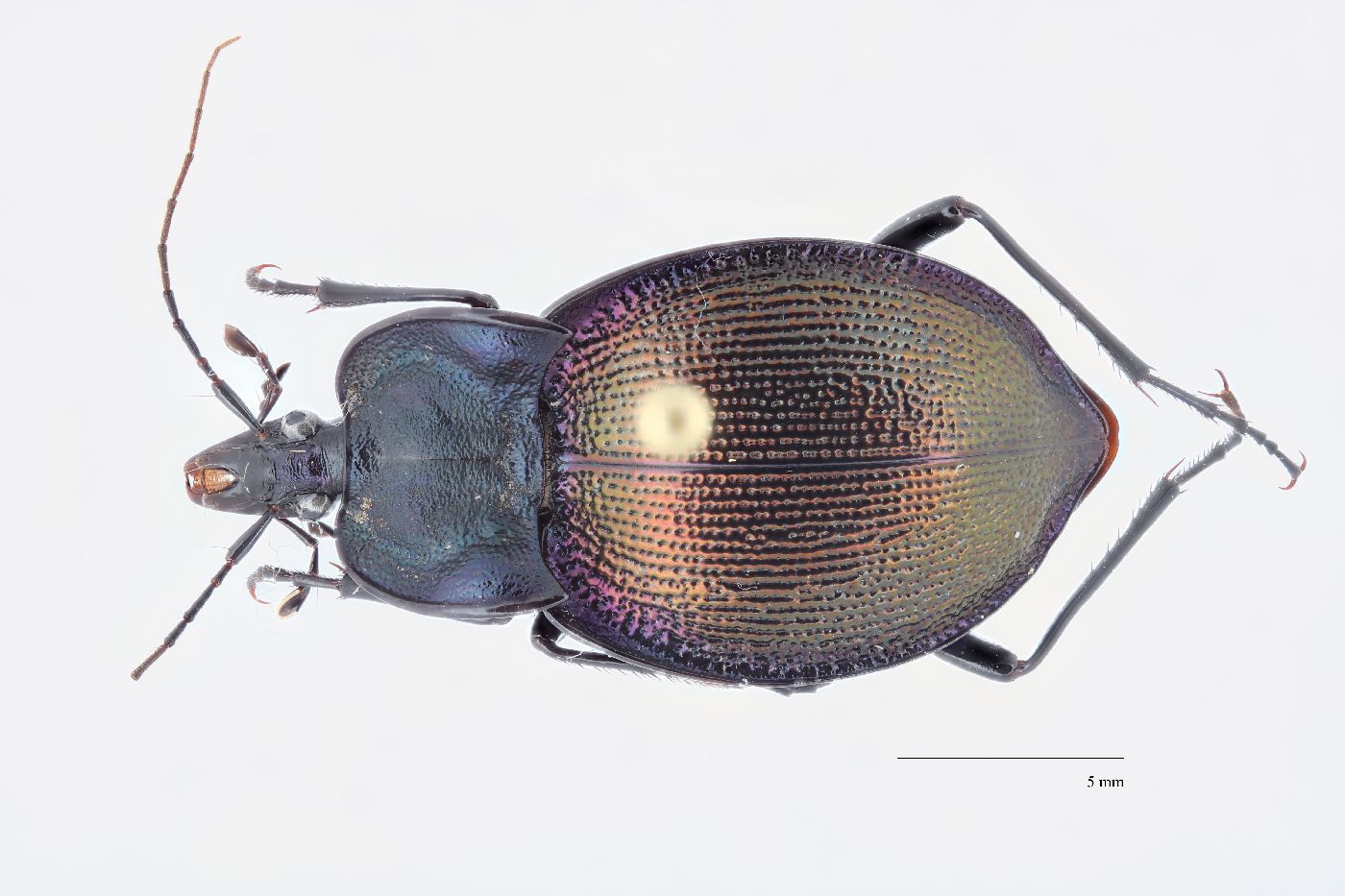 Scaphinotus (Scaphinotus) image