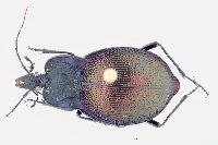 Scaphinotus elevatus image