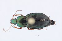 Image of Poecilus lucublandus