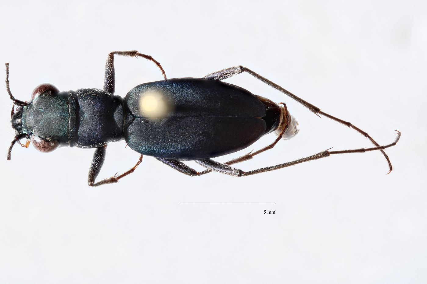 Dromochorus pruininus image