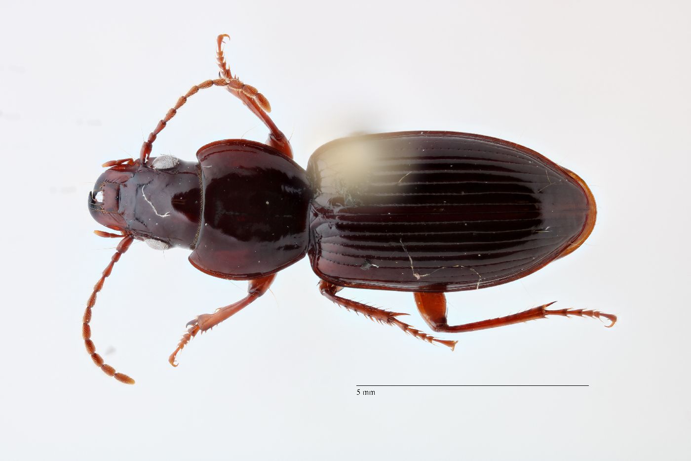 Pterostichus ventralis image