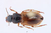 Anisodactylus (Anadaptus) image