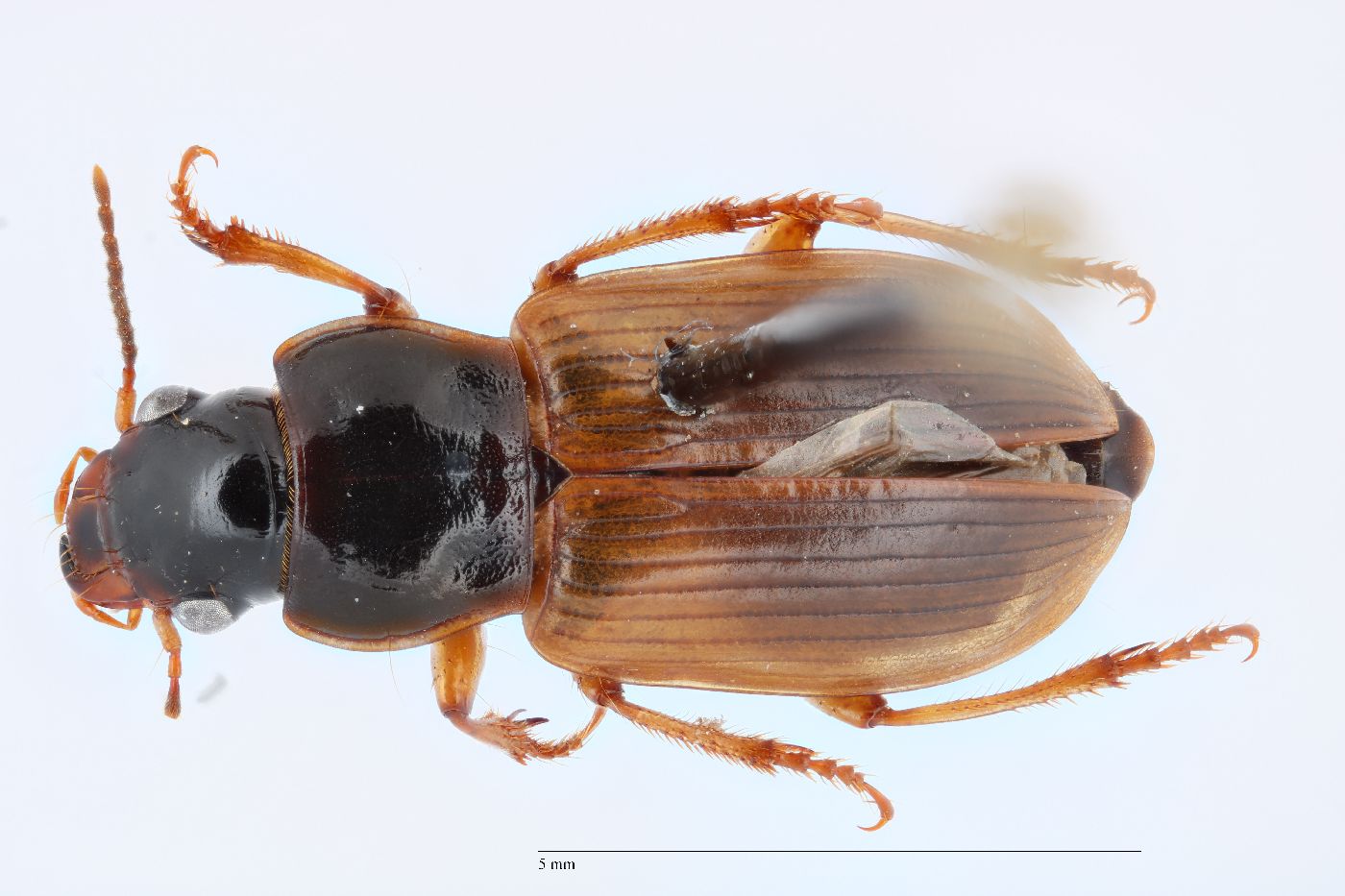 Anisodactylus sanctaecrucis image