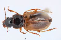 Image of Anisodactylus sanctaecrucis