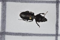 Scarites subterraneus image