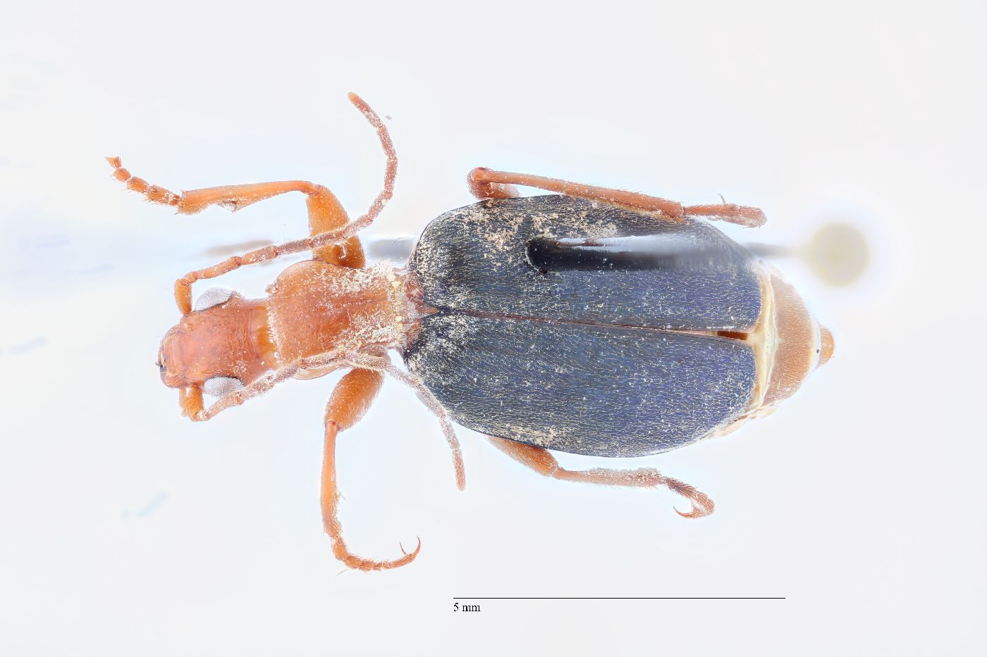 Brachinus (Neobrachinus) image