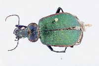 Calosoma (Calodrepa) image