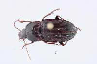 Image of Pterostichus permundus