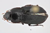 Image of Anisodactylus opaculus