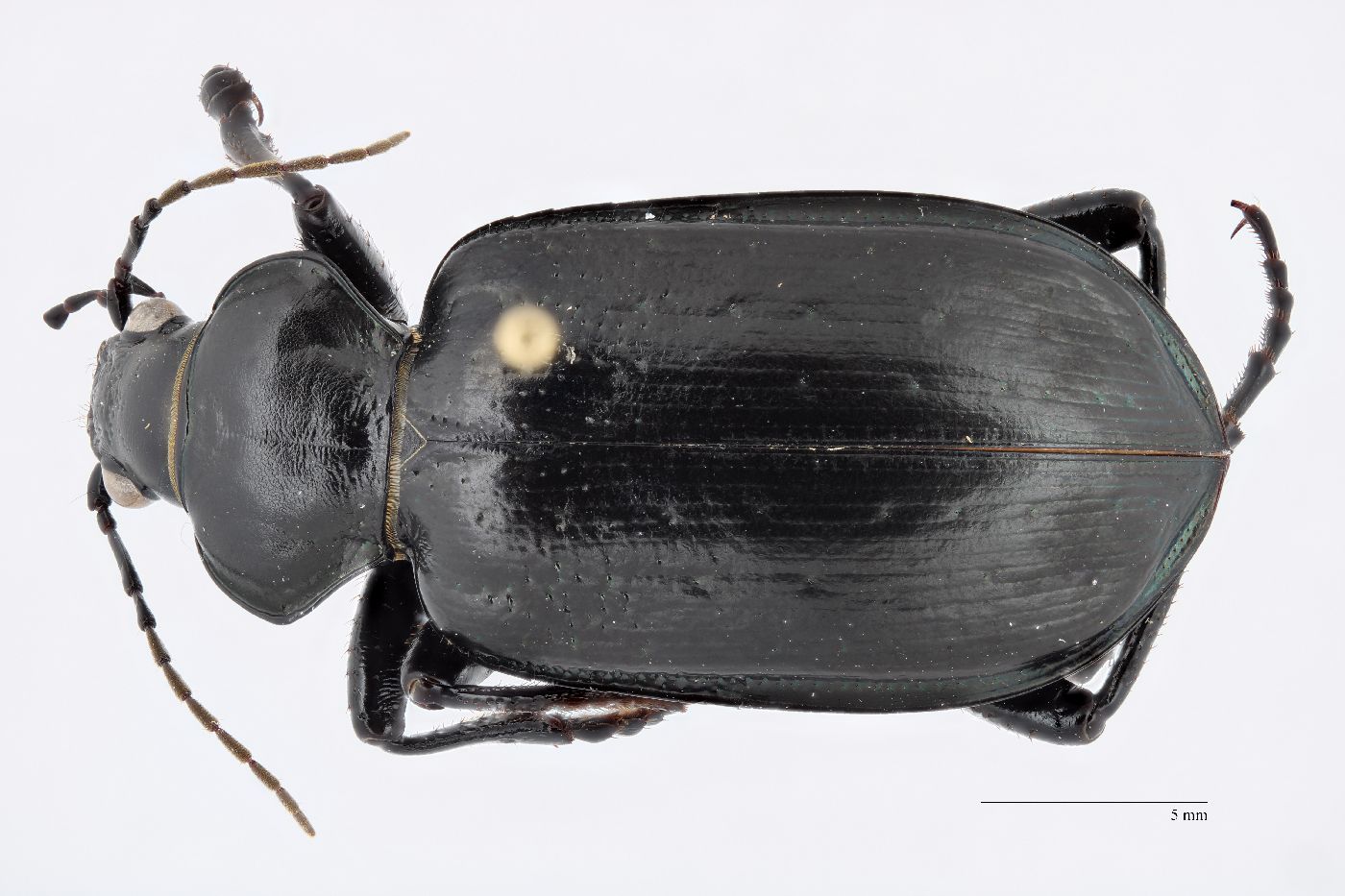 Calosoma (Camegonia) image