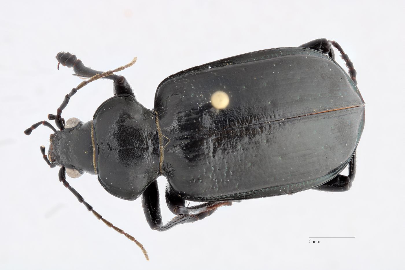 Calosoma marginale image