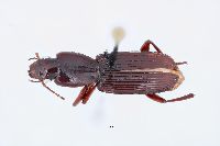 Stenomorphus californicus image