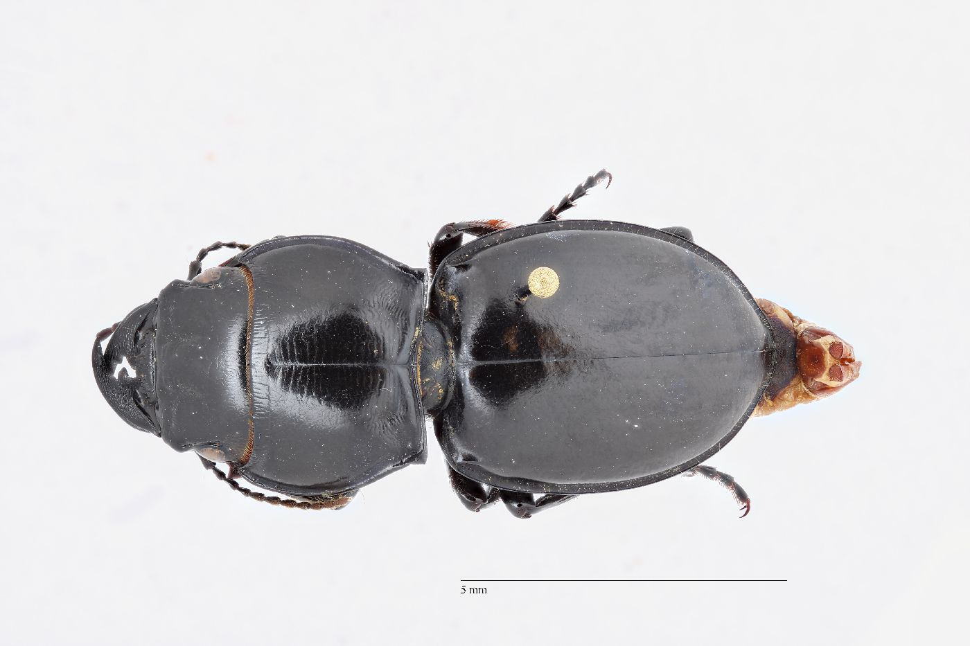 Pasimachus californicus image