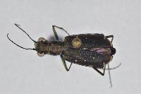 Cicindela (Cicindelidia) image