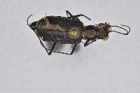 Cicindela punctulata image