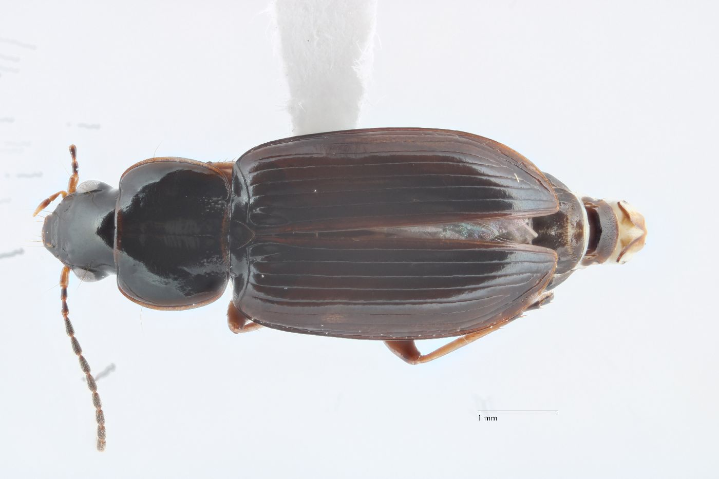 Bradycellus badipennis image