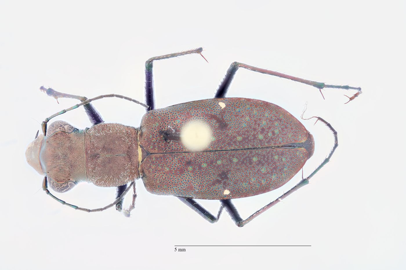 Cylindera (Cylindera) image