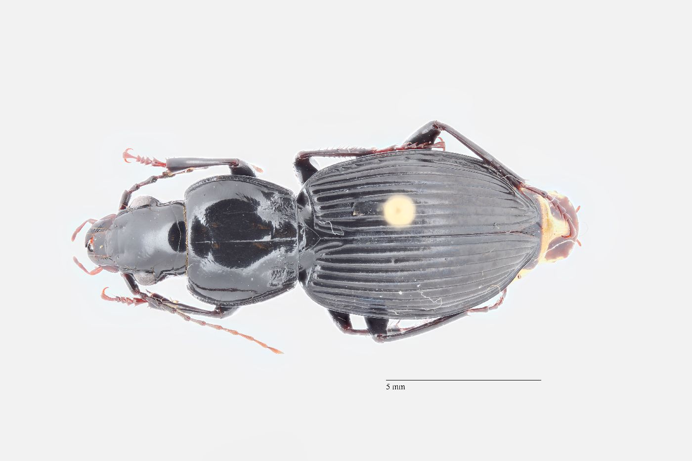 Pterostichus coracinus image