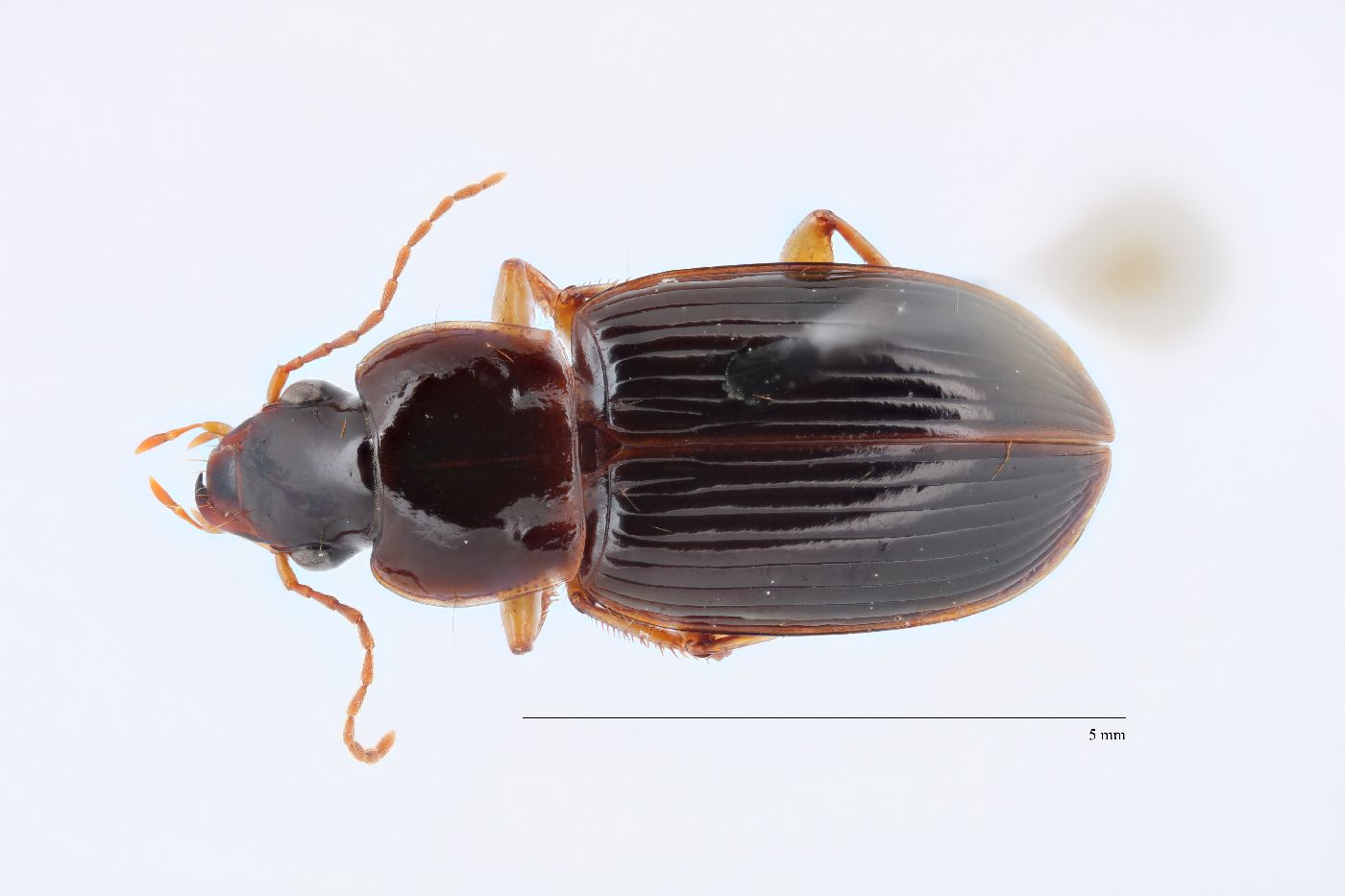 Trichotichnus (Iridessus) image